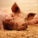 PublicDomainImages Schweine